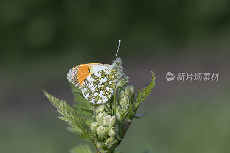 桔头蝴蝶(Anthocharis cardamines)